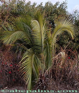 Palms, tropical palms